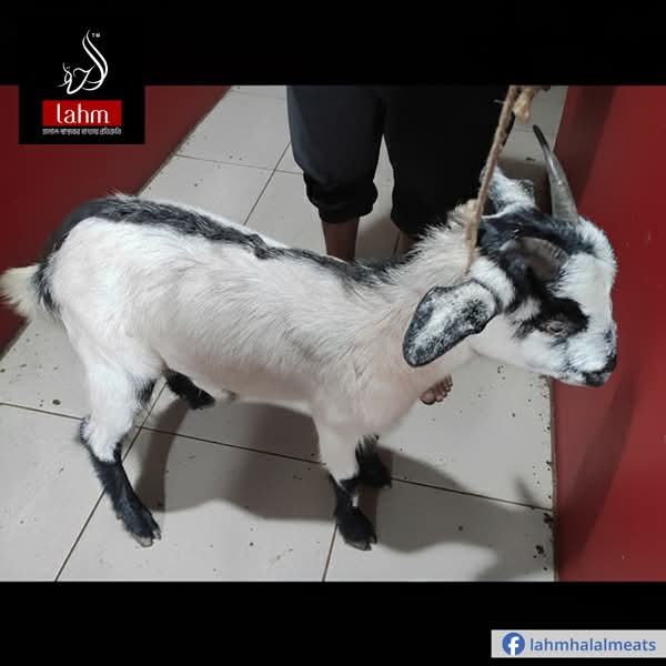 Aqiqah Goat, আকিকা